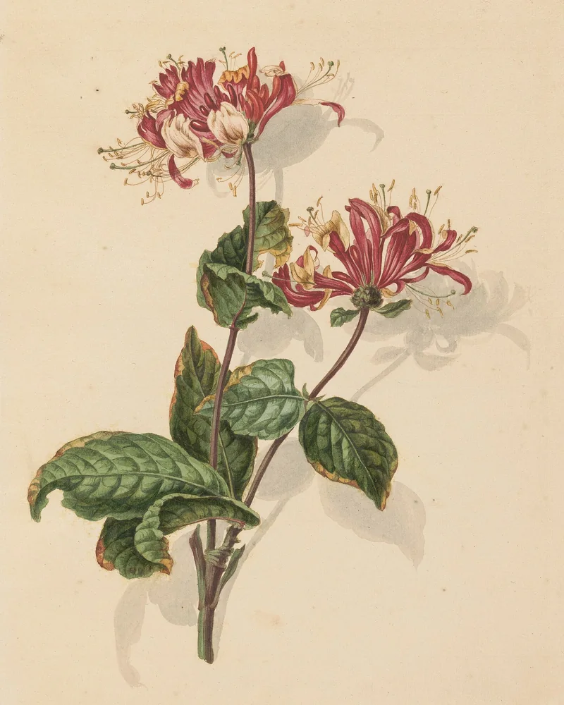 Aquarelle d’une branche de chèvrefeuille avec deux grappes de fleurs tubulaires rouges et crème et des feuilles vert foncé, sur papier crème