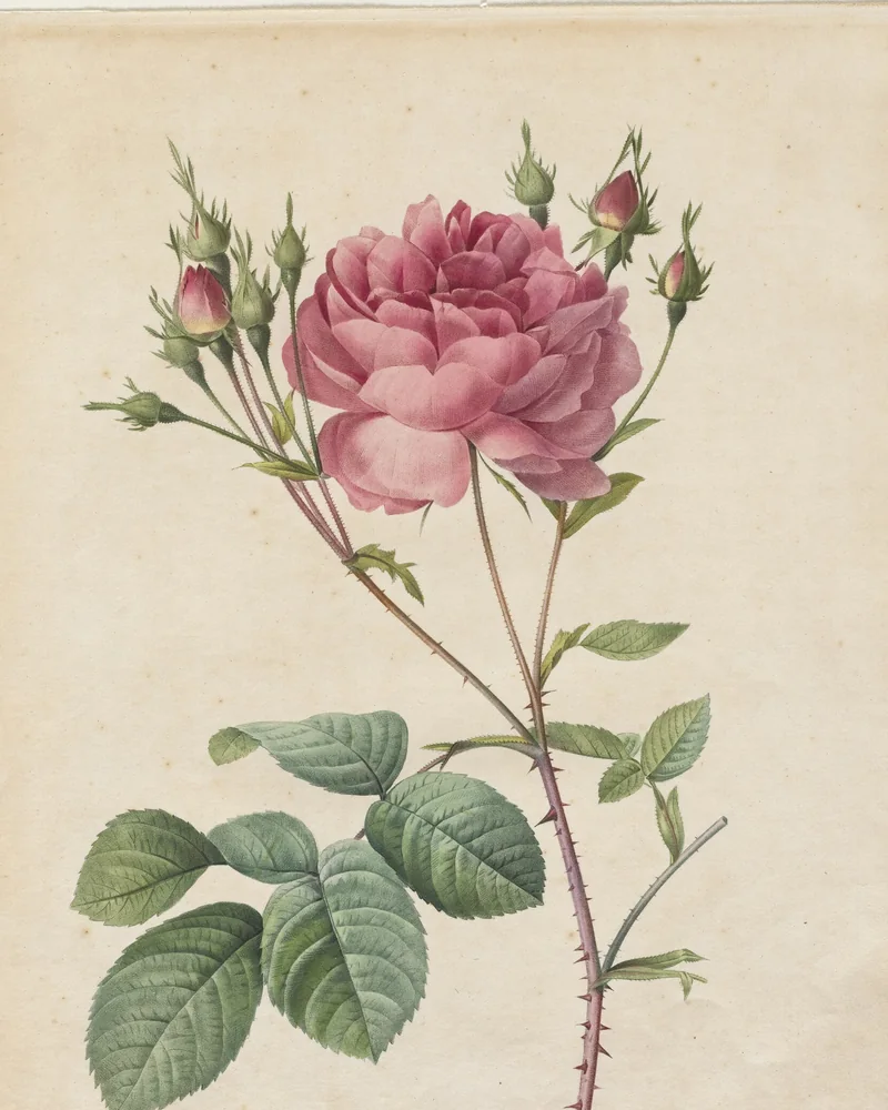 Gravure coloriée à la main d’une rose centifolia rose en pleine floraison, avec plusieurs boutons, des feuilles vertes dentelées et une tige épineuse, sur papier crème
